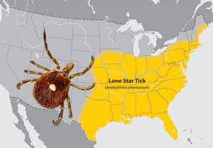 Den amerikanske flåt er spredt ud over det gule område i USA, hvor der er 32 procent højere risiko for at udvikle allergien. Foto: James Gathany